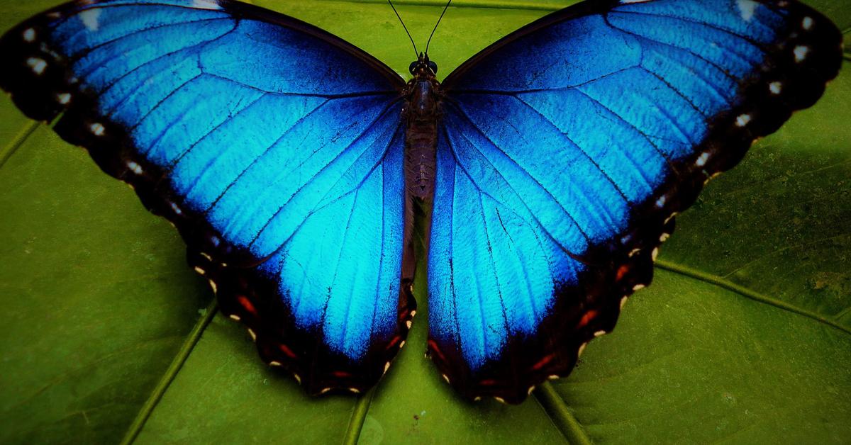 Elegant portrayal of the Morpho Butterfly, also known as Morpho menelaus.