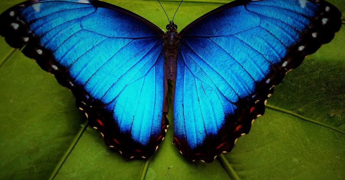 Glimpse of the Morpho Butterfly, known in the scientific community as Morpho menelaus.