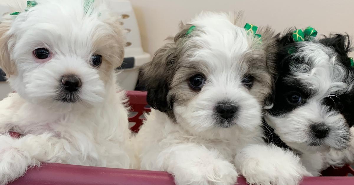 Captivating view of the Maltipoo, known in Bahasa Indonesia as Anjing Maltipoo.