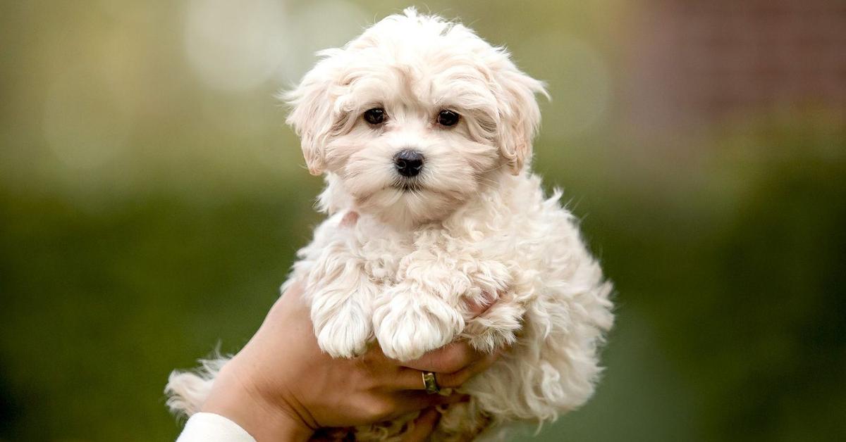 Portrait of a Maltipoo, a creature known scientifically as Canis Lupus.