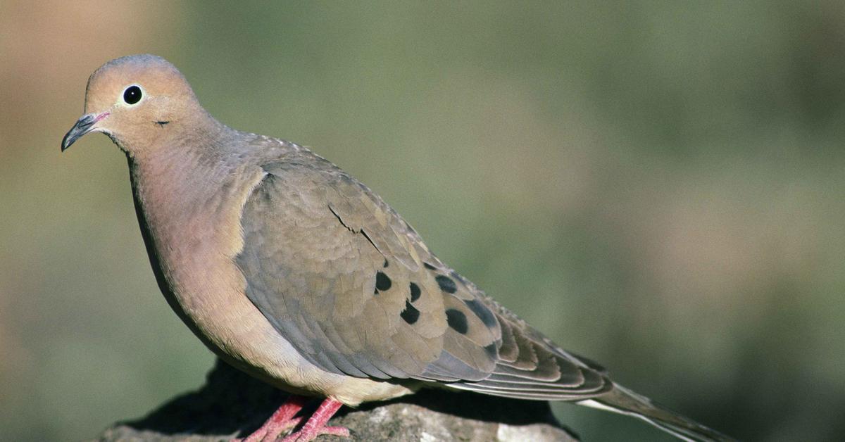 Dynamic image of the Mourning Dove, popularly known in Indonesia as Merpati Berkabung.