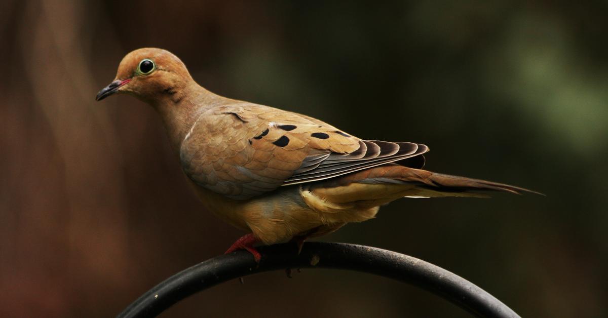 Image of the Mourning Dove (Zenaida macroura), popular in Indonesia as Merpati Berkabung.