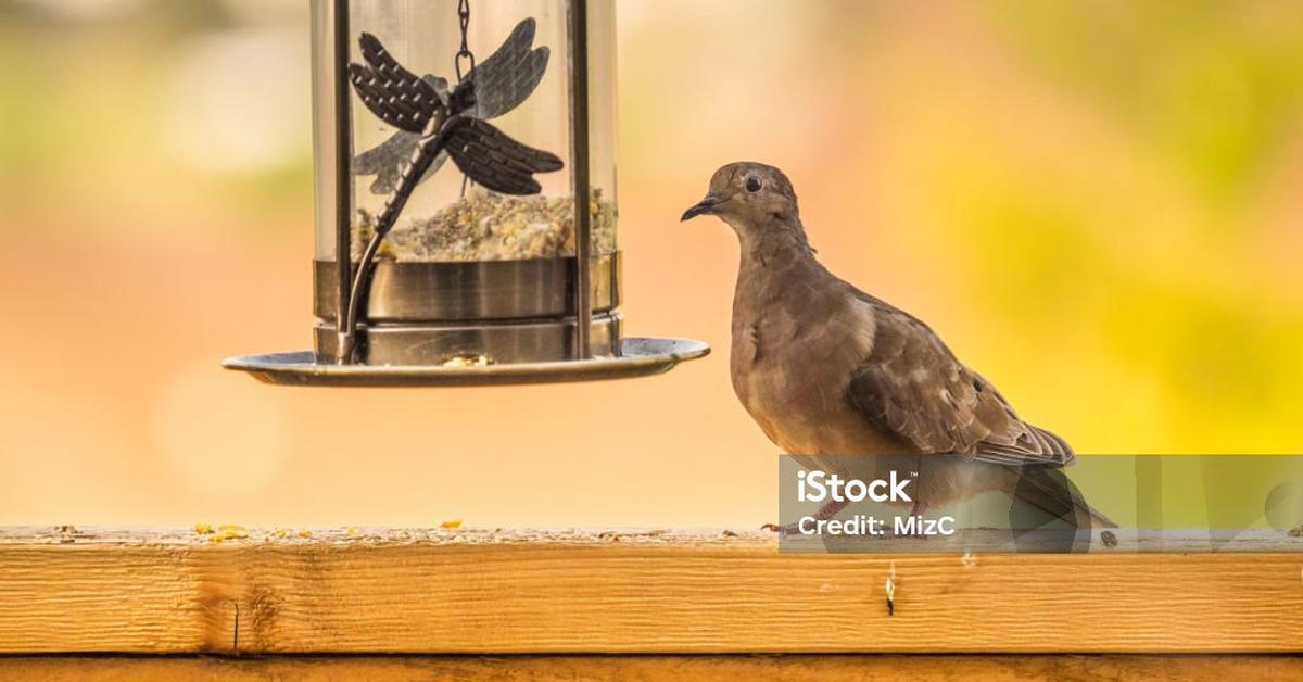 Captivating shot of the Mourning Dove, or Merpati Berkabung in Bahasa Indonesia.