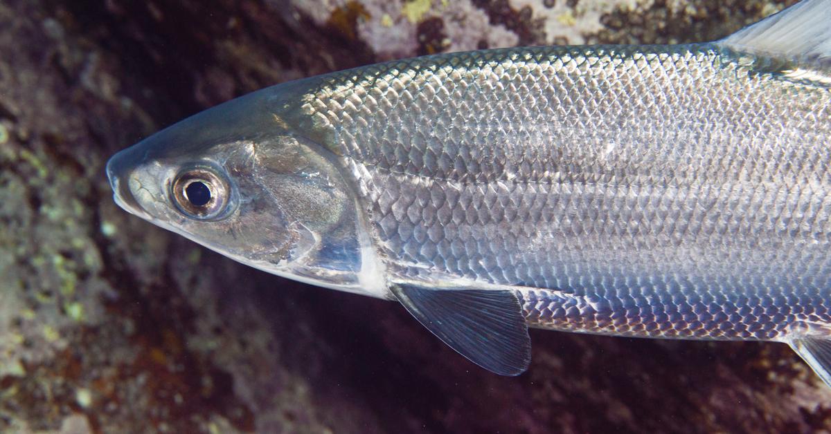 A beautiful representation of the Milkfish, scientifically Chanos chanos.