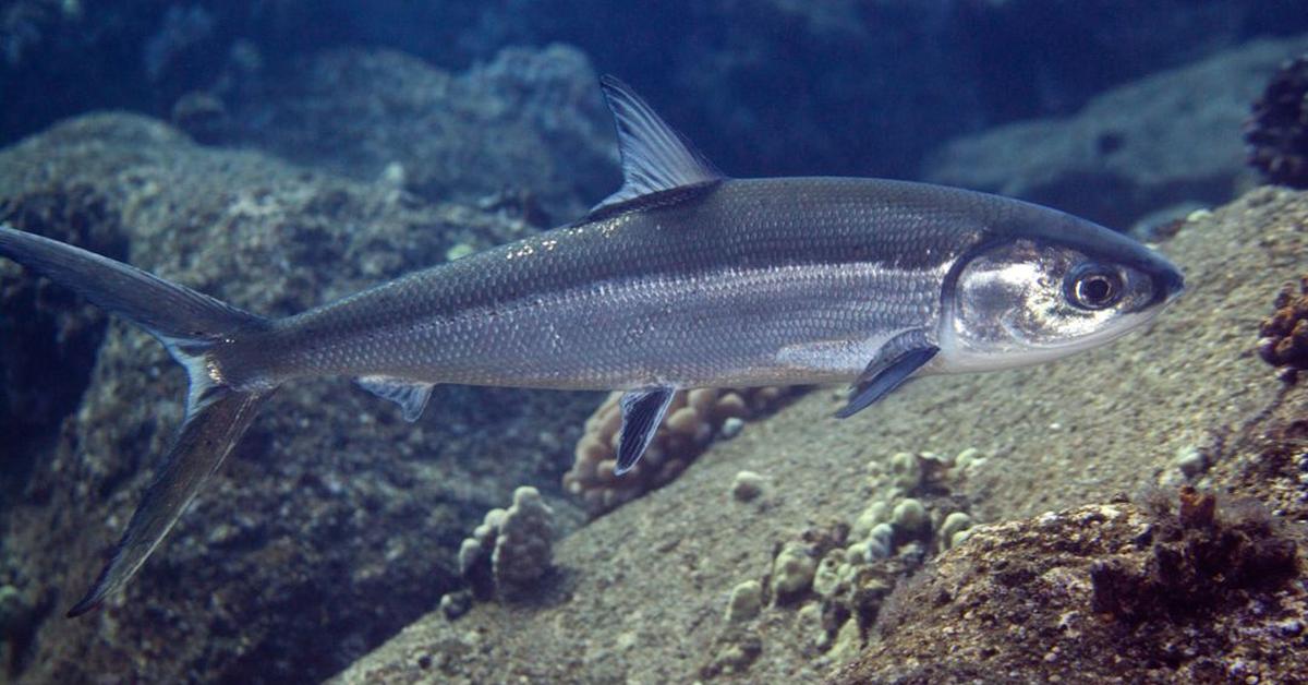 Distinctive Milkfish, in Indonesia known as Ikan Bandeng, captured in this image.