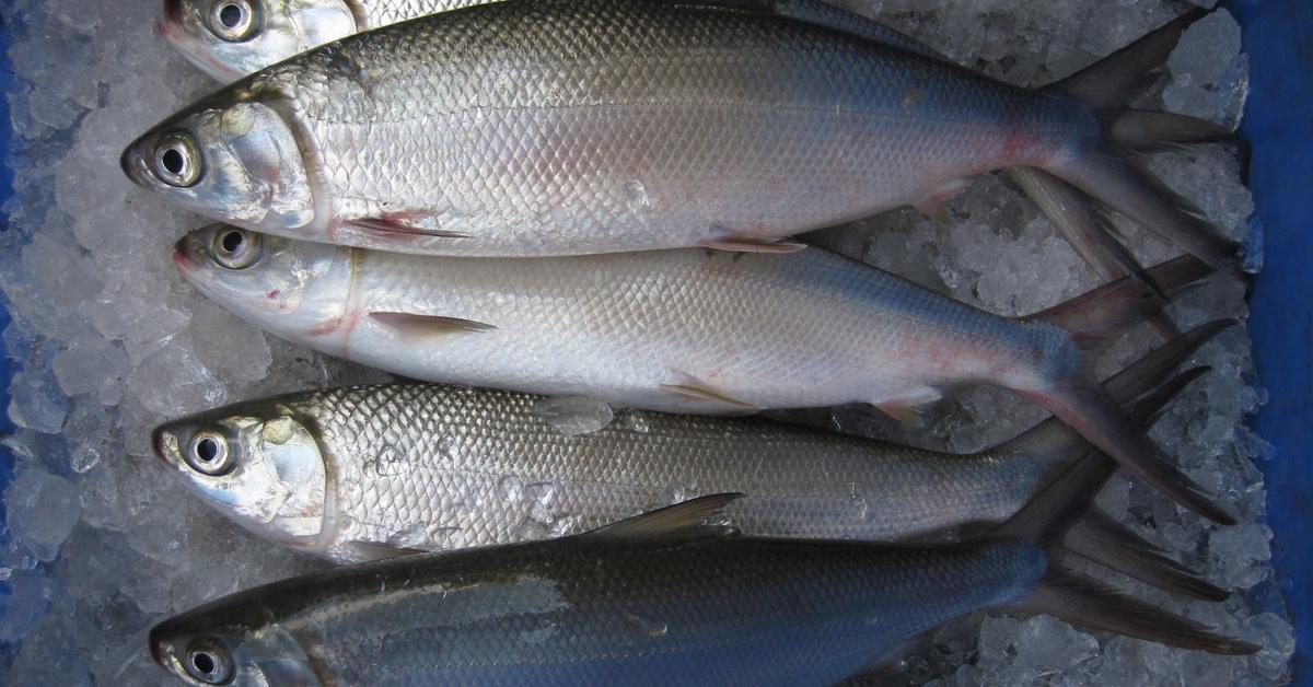 Image of the Milkfish (Chanos chanos), popular in Indonesia as Ikan Bandeng.