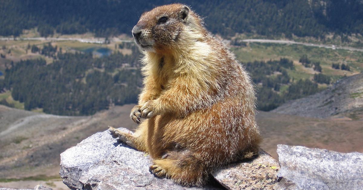 Captivating view of the Marmot, known in Bahasa Indonesia as Marmot.