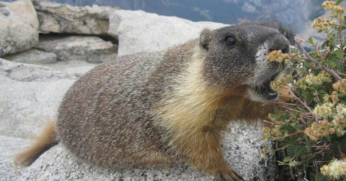 Engaging shot of the Marmot, recognized in Indonesia as Marmot.