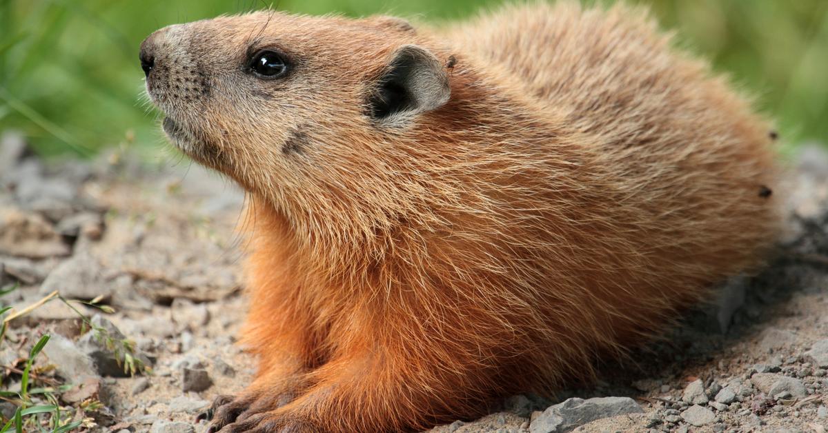 Elegant Marmot in its natural habitat, called Marmot in Indonesia.