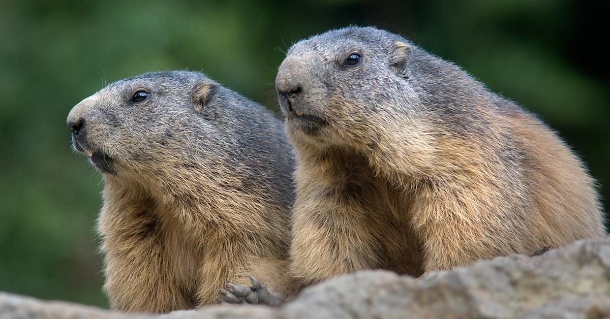 Captured beauty of the Marmot, or Marmota in the scientific world.