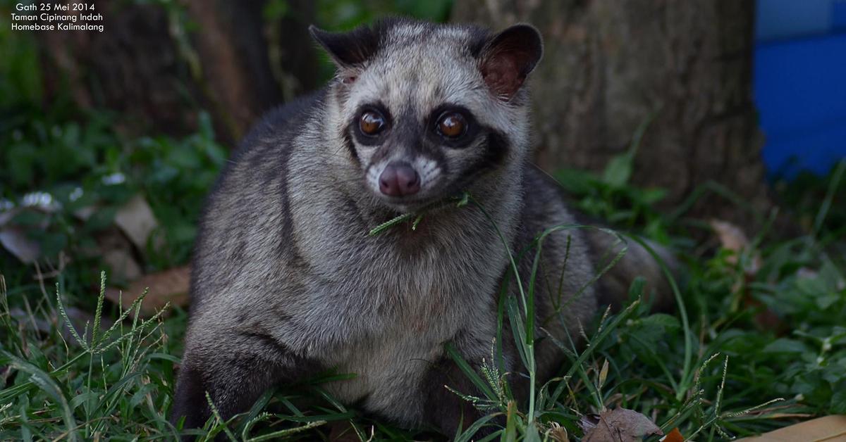 A look at the Mink, also recognized as Musang in Indonesian culture.