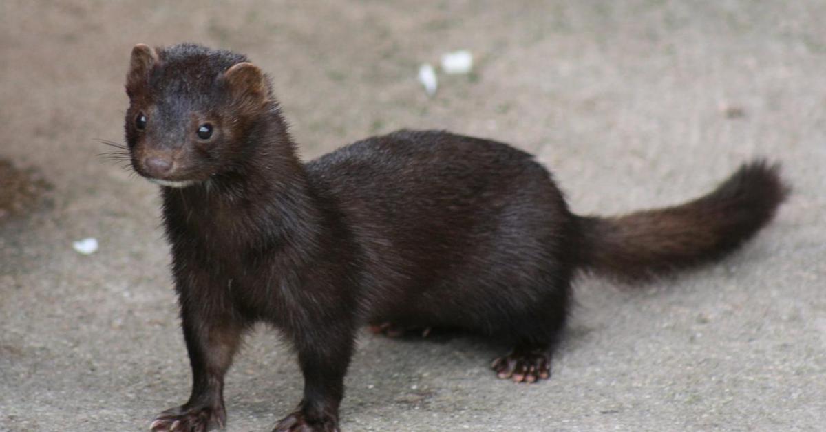 Charming view of the Mink, in Indonesia referred to as Musang.