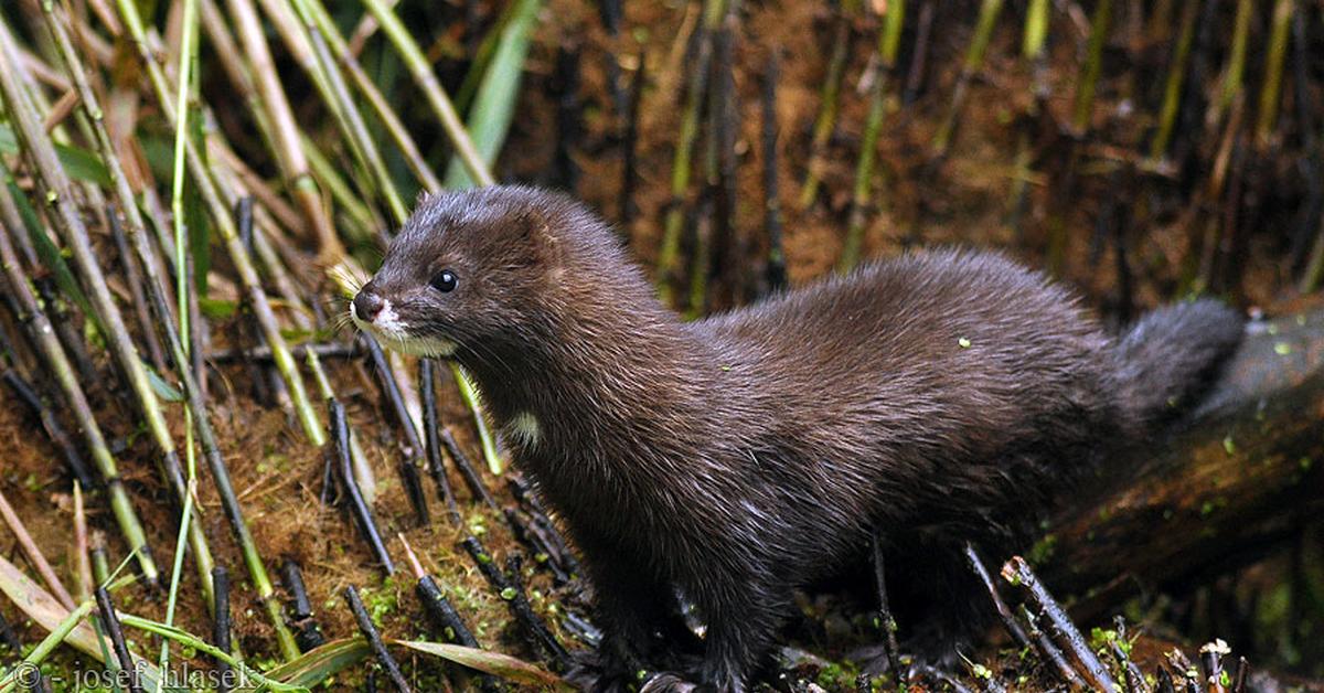 Visual representation of the Mink, recognized in Indonesia as Musang.