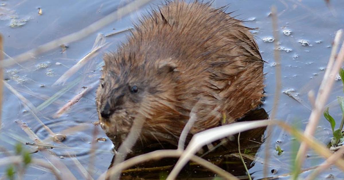 Photogenic Muskrat, scientifically referred to as Ondatra zibethicus.