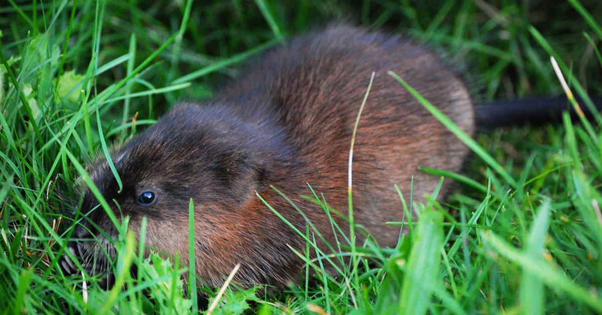 Close encounter with the Muskrat, scientifically called Ondatra zibethicus.