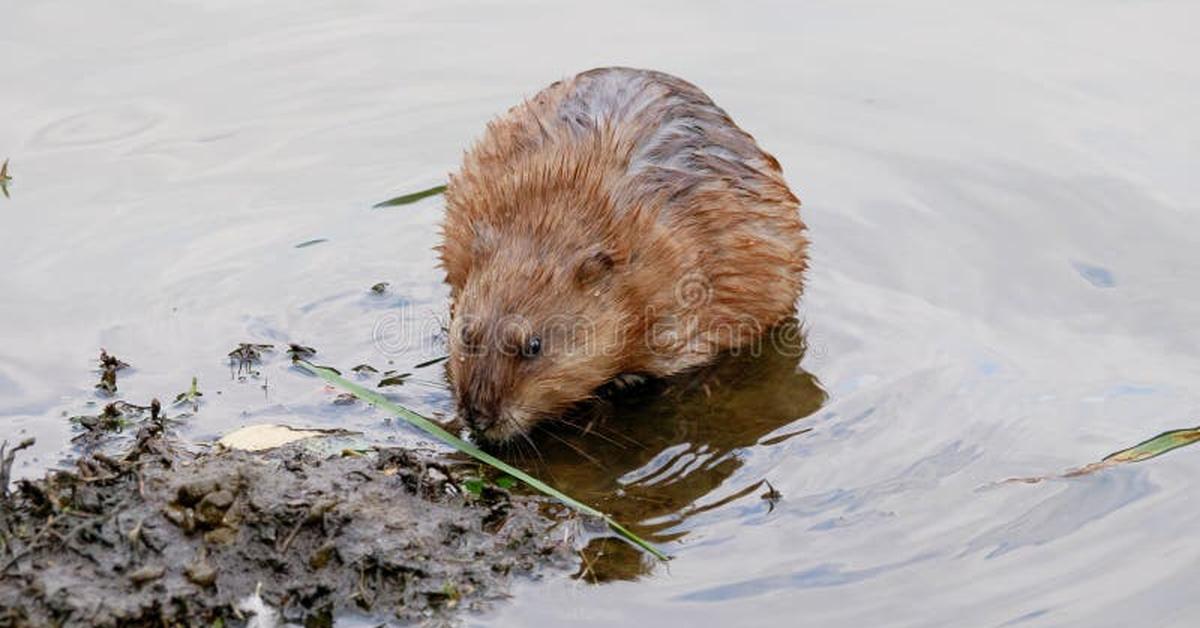 Splendid image of the Muskrat, with the scientific name Ondatra zibethicus.