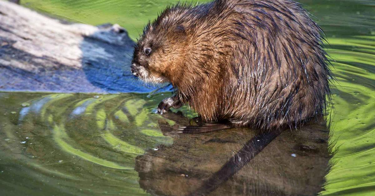 Iconic view of the Muskrat, or Ondatra zibethicus, in its habitat.