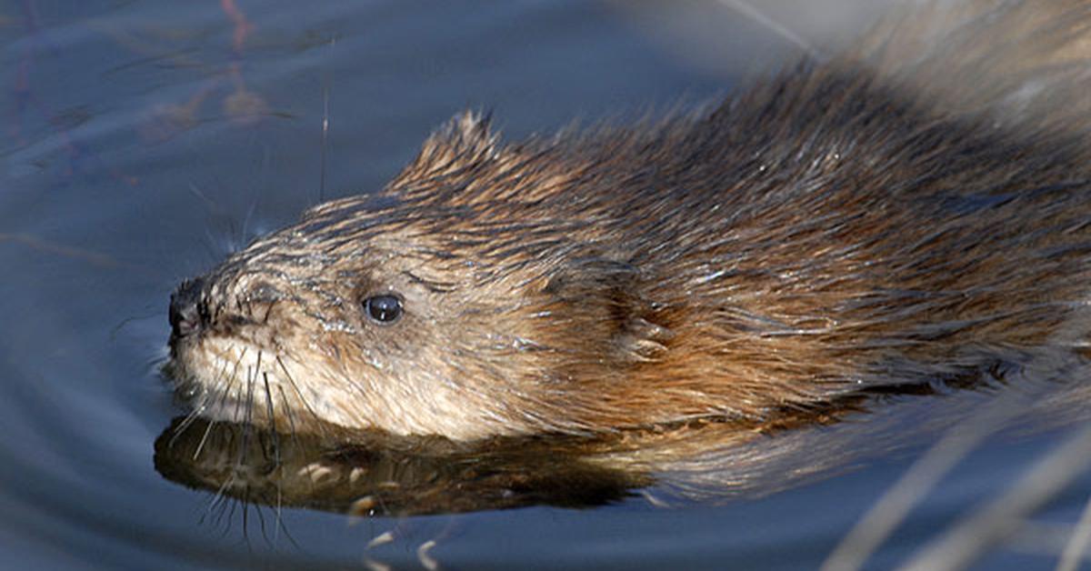 Stunning image of the Muskrat (Ondatra zibethicus), a wonder in the animal kingdom.