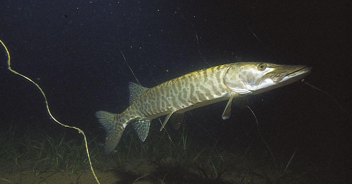 Image of the Muskellunge (Esox masquinongy), popular in Indonesia as Ikan Muskellunge.