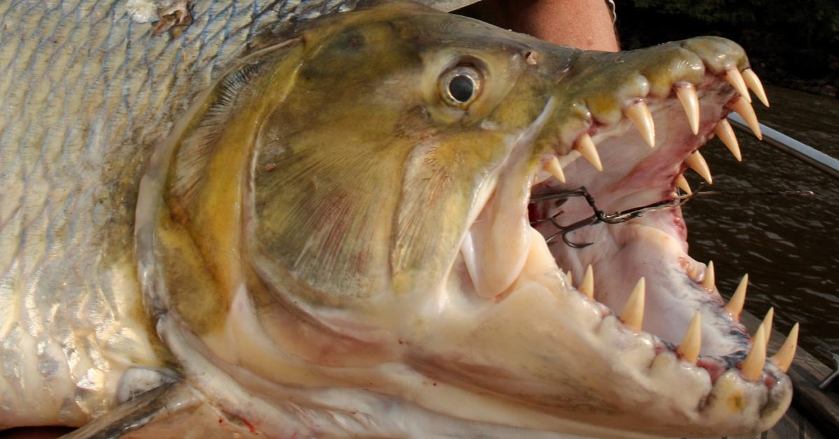 The Muskellunge, an example of Esox masquinongy, in its natural environment.