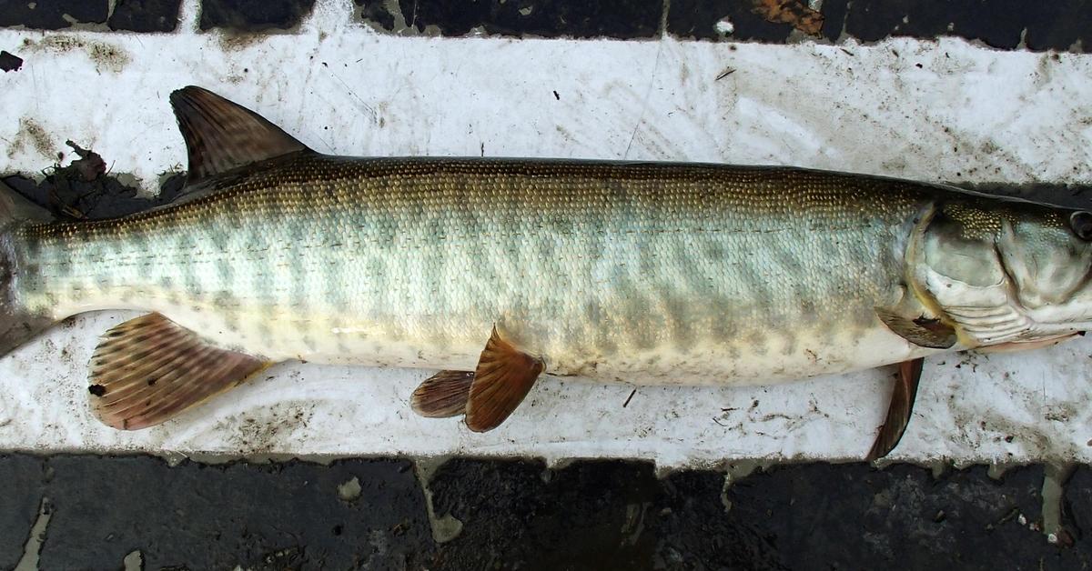 Dynamic image of the Muskellunge, popularly known in Indonesia as Ikan Muskellunge.