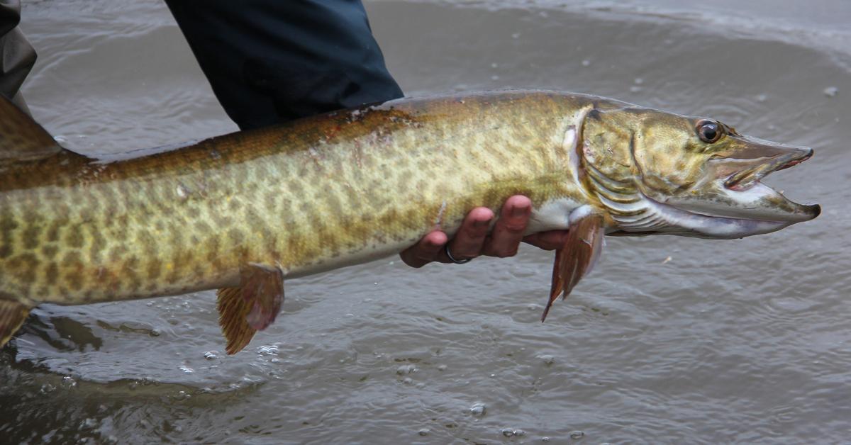 A beautiful representation of the Muskellunge, scientifically Esox masquinongy.