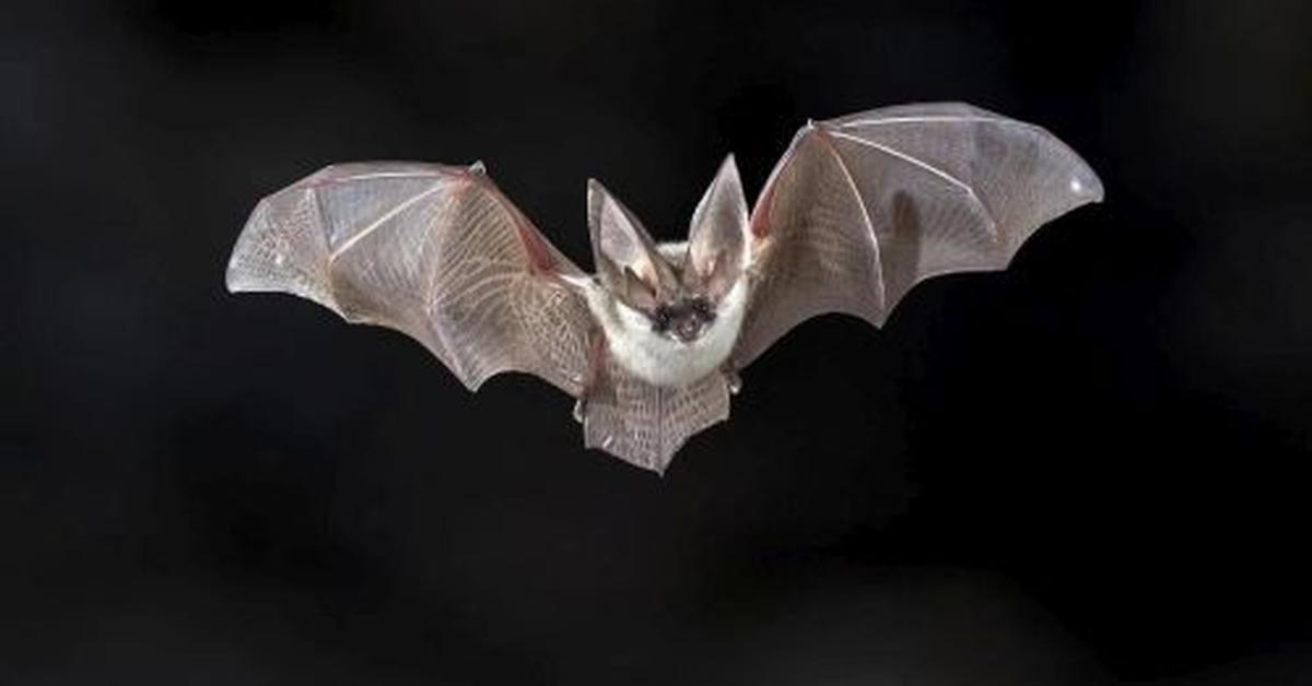 Picture of Mexican Free-Tailed Bat, known in Indonesia as Kelelawar Ekor Bebas Meksiko.