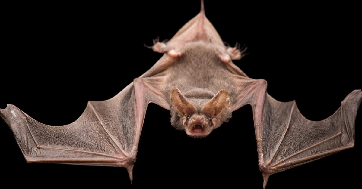 The Mexican Free-Tailed Bat, an example of Tadarida brasiliensis, in its natural environment.