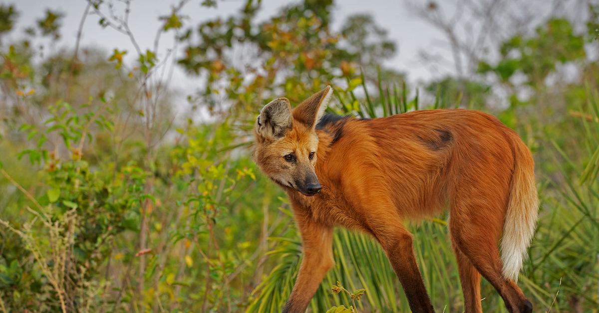 Close-up view of the Maned Wolf, known as Serigala Berjambul in Indonesian.