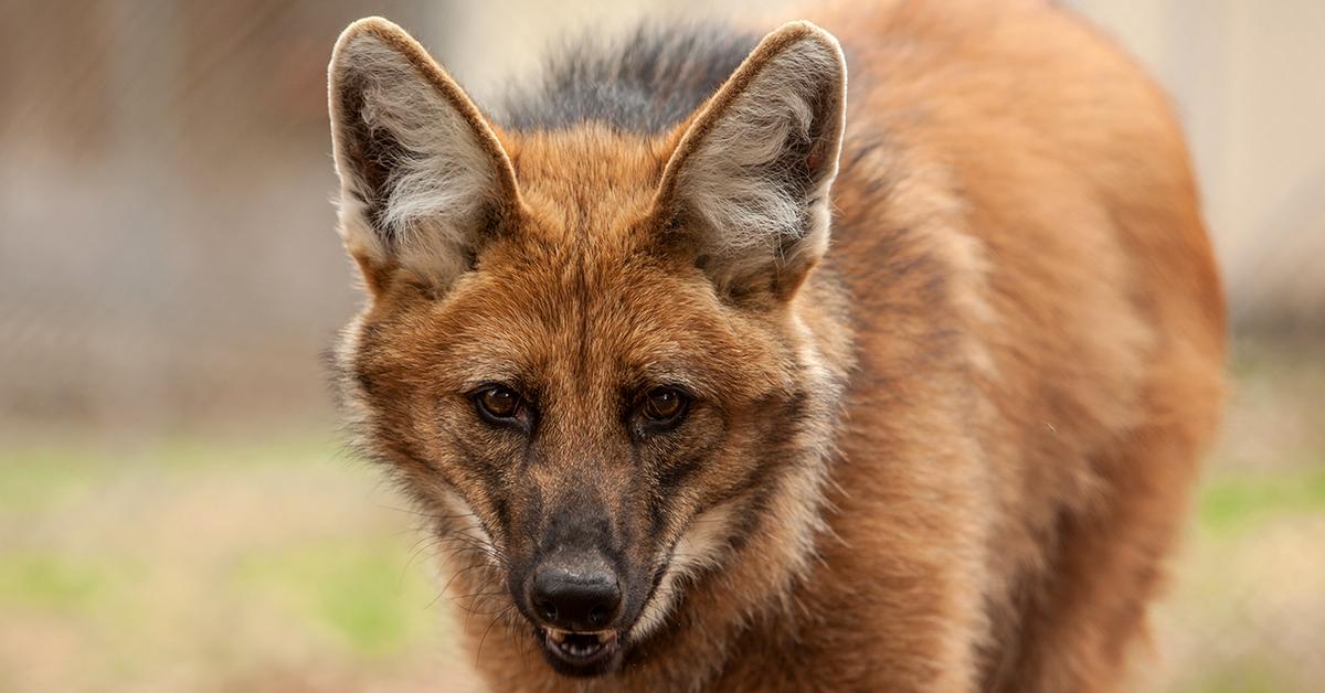 The fascinating Maned Wolf, scientifically known as Chyrsocyon brachyurus.