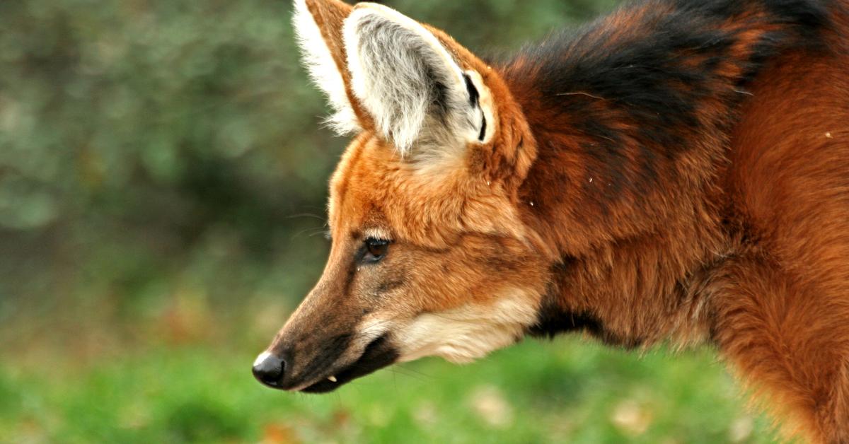 Splendid image of the Maned Wolf, with the scientific name Chyrsocyon brachyurus.