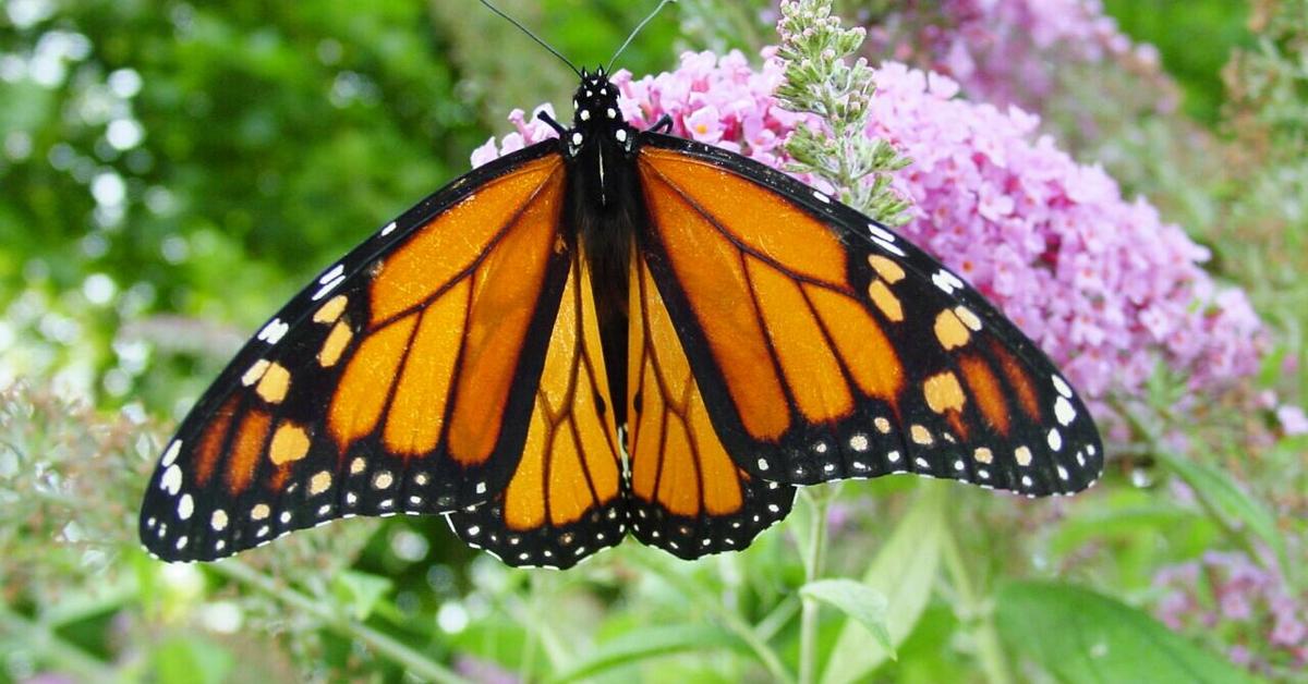 Photographic depiction of the unique Monarch Butterfly, locally called Kupu-kupu Monarki.