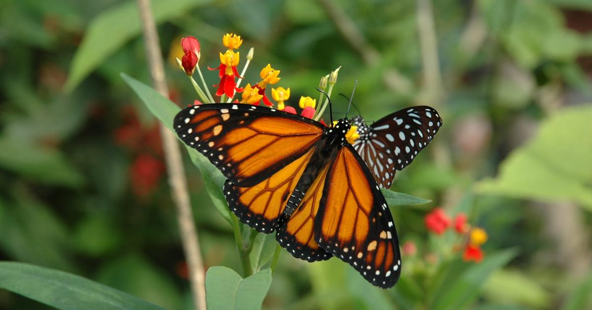 Elegant Monarch Butterfly in its natural habitat, called Kupu-kupu Monarki in Indonesia.