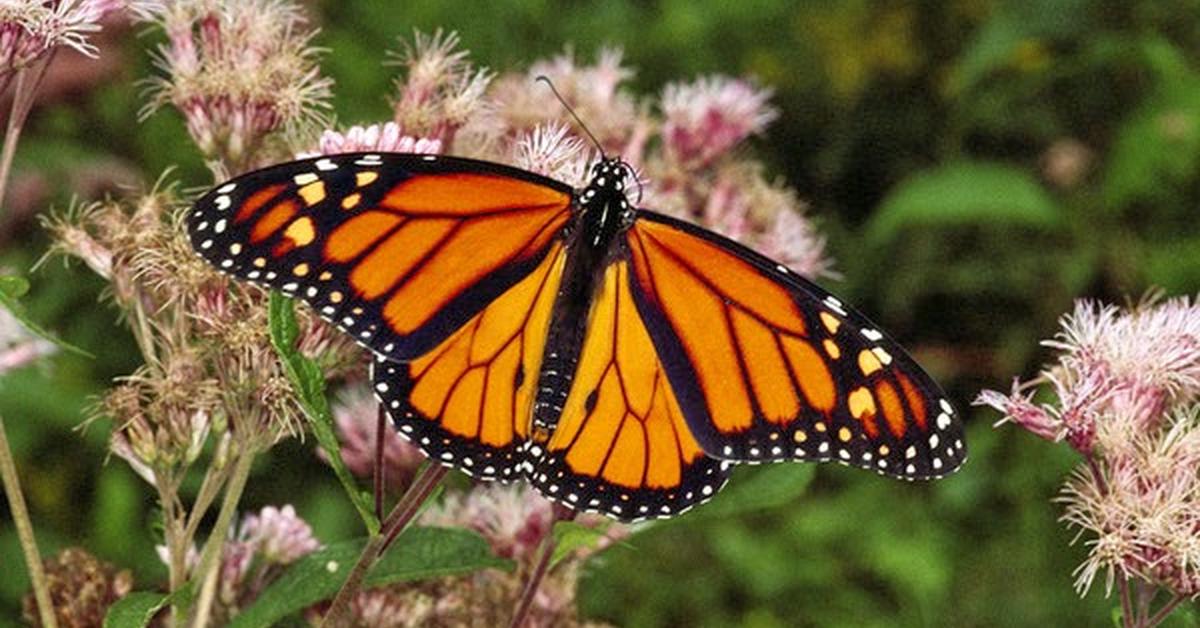 Photograph of the unique Monarch Butterfly, known scientifically as Danaus plexippus.