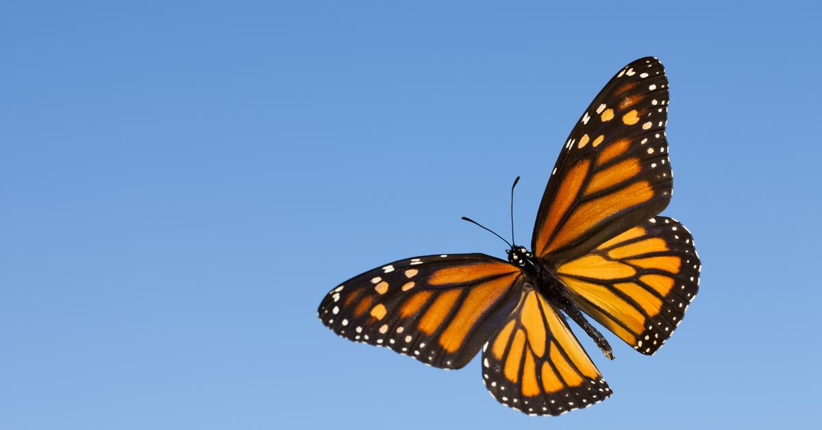 Detailed shot of the Monarch Butterfly, or Danaus plexippus, in its natural setting.