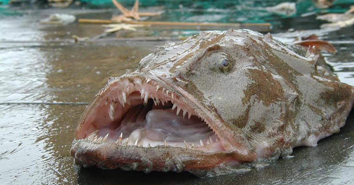 Glimpse of the Monkfish, known in the scientific community as Lophius spp..