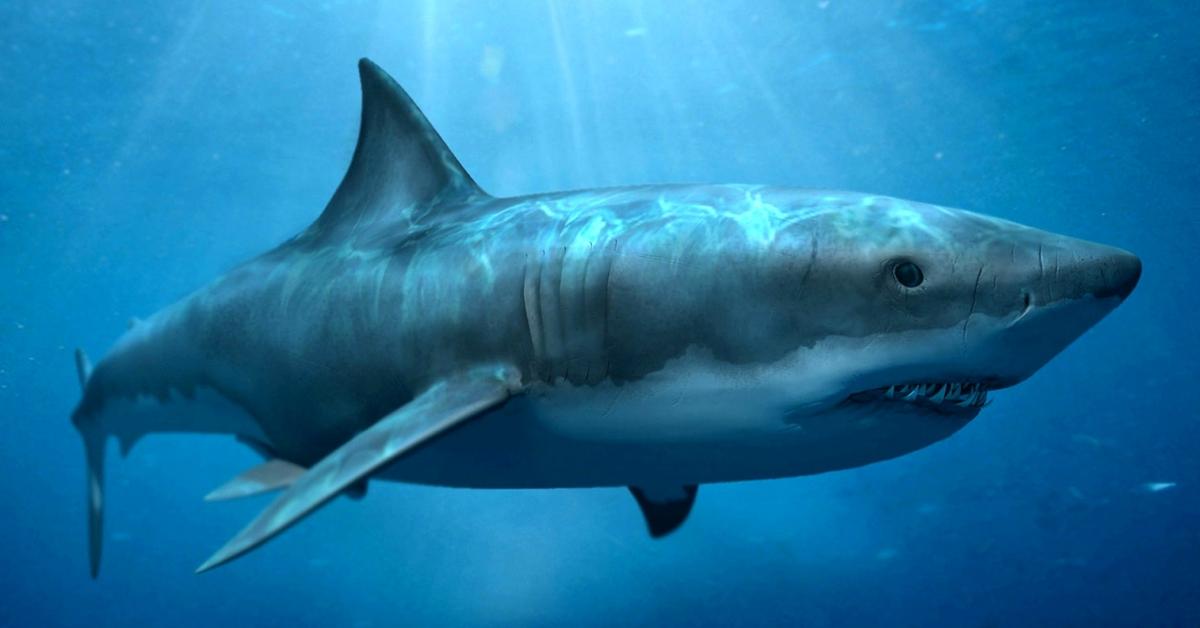 Snapshot of the intriguing Megalodon, scientifically named Otodus megalodon.