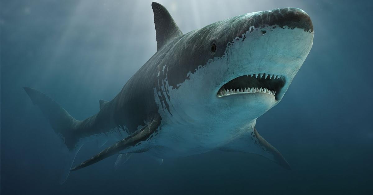 Captivating view of the Megalodon, known in Bahasa Indonesia as Megalodon.