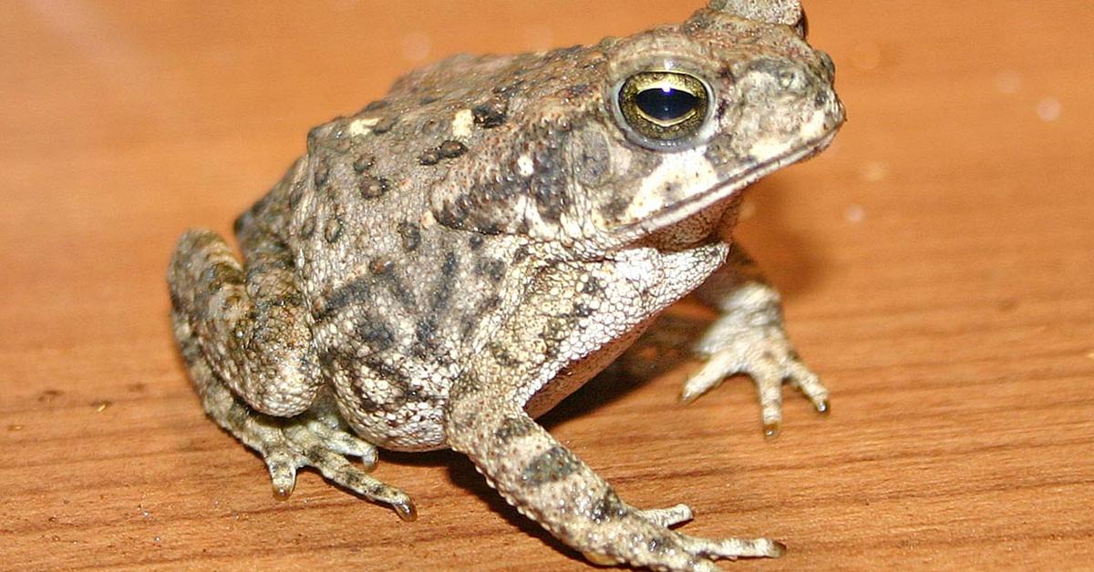 Natural elegance of the Marine Toad, scientifically termed Bufo Marinus.