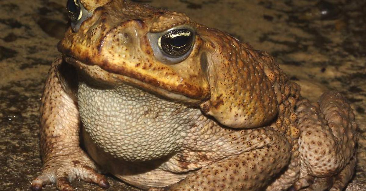 Enchanting Marine Toad, a species scientifically known as Bufo Marinus.