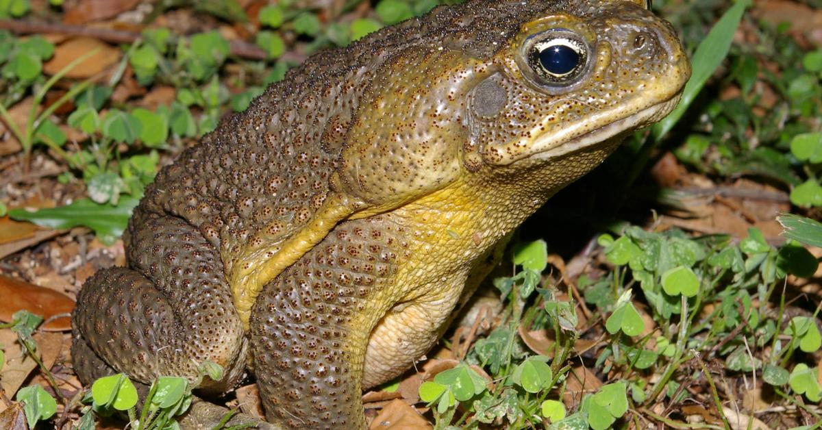 Captured elegance of the Marine Toad, known in Indonesia as Katak Laut.