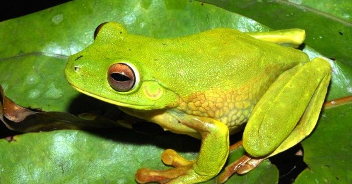 Close-up view of the Marine Toad, known as Katak Laut in Indonesian.