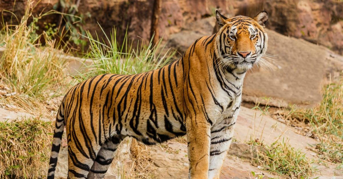 Captivating view of the Malayan Tiger, known in Bahasa Indonesia as Harimau Malaya.