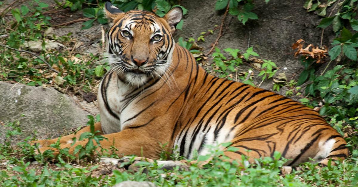 The remarkable Malayan Tiger (Panthera Tigris Jacksoni), a sight to behold.