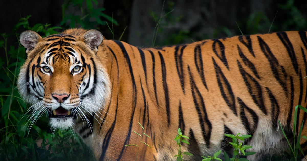 Glimpse of the Malayan Tiger, known in the scientific community as Panthera Tigris Jacksoni.