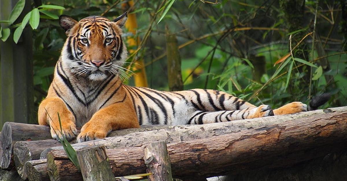 The alluring Malayan Tiger, commonly referred to as Harimau Malaya in Bahasa Indonesia.