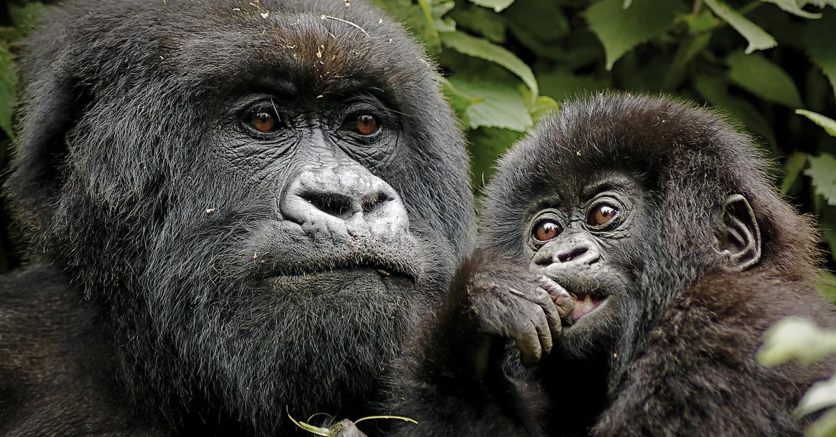 Elegant Mountain Gorilla in its natural habitat, called Gorila Gunung in Indonesia.