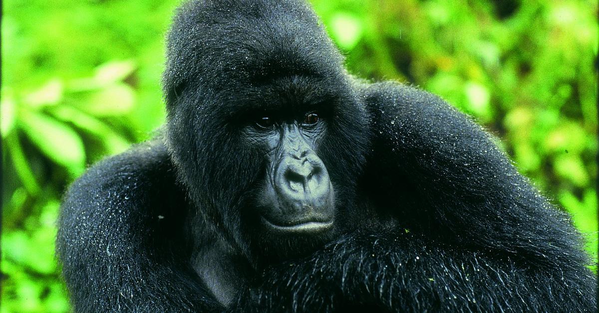 The fascinating Mountain Gorilla, scientifically known as Gorilla Berengei Berengei.