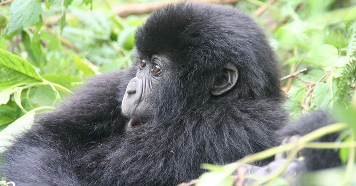 Distinctive Mountain Gorilla, in Indonesia known as Gorila Gunung, captured in this image.