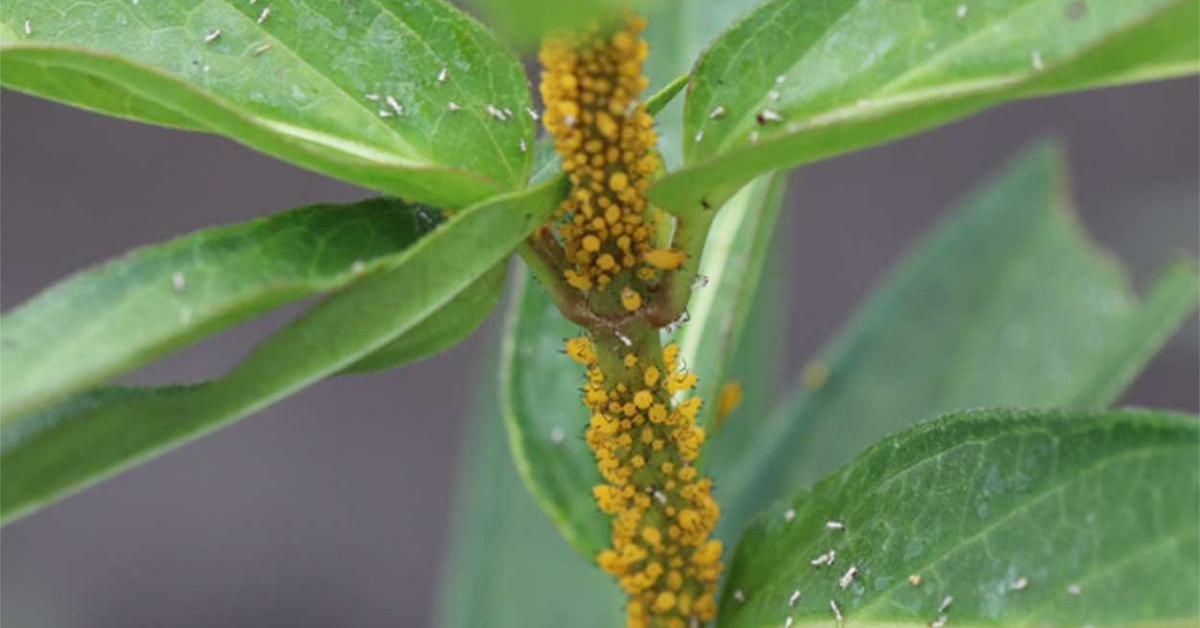 A beautiful representation of the Milkweed Aphids, scientifically Aphis nerii.